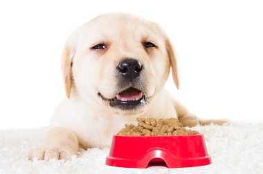 kuru mama ile kase ile şirin köpek yavrusu