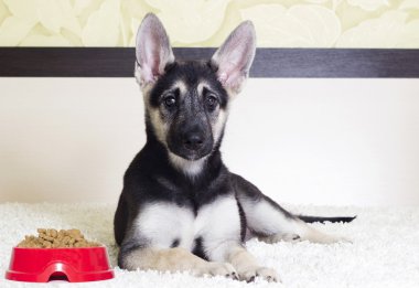 Kameraya bakarak şirin köpek yavrusu