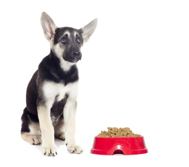 Kameraya bakarak şirin köpek yavrusu