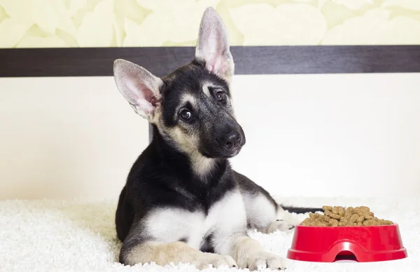 カメラ目線のかわいい子犬 — ストック写真