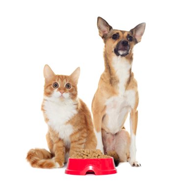 kırmızı köpek ve kırmızı kedi yavrusu 