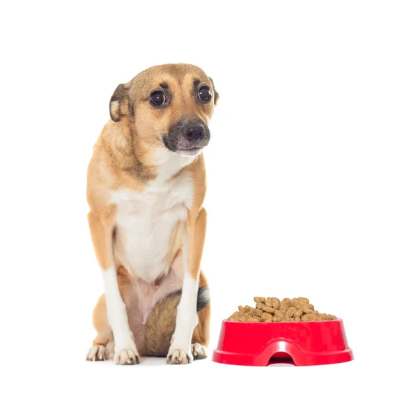 Cachorrinho bonito ao lado tigela vermelha com comida — Fotografia de Stock
