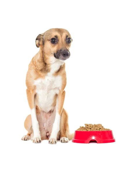 Schattige puppy naast rode kom met voedsel — Stockfoto