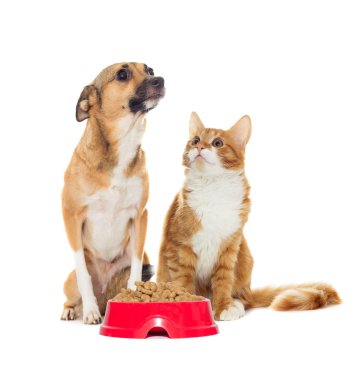 kırmızı köpek ve kırmızı kedi yavrusu 