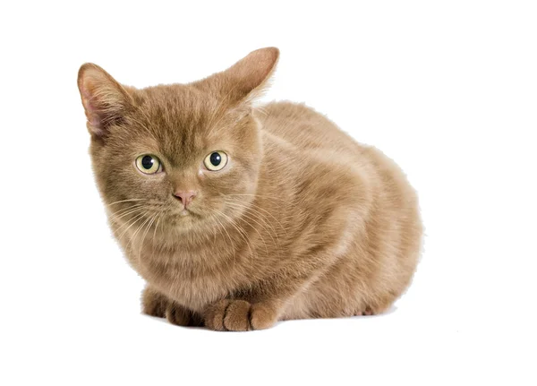 Cute brown British kitten — Stock Photo, Image