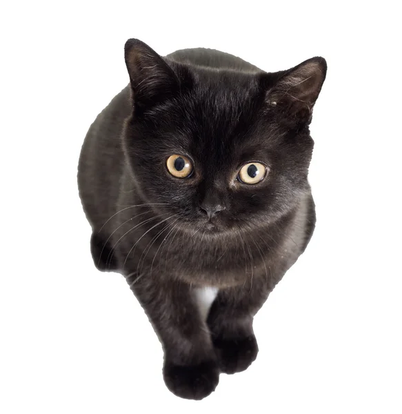 Gatinho britânico preto olhando — Fotografia de Stock