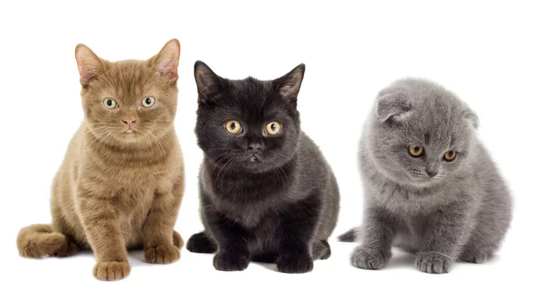 Cute cats isolated — Stock Photo, Image