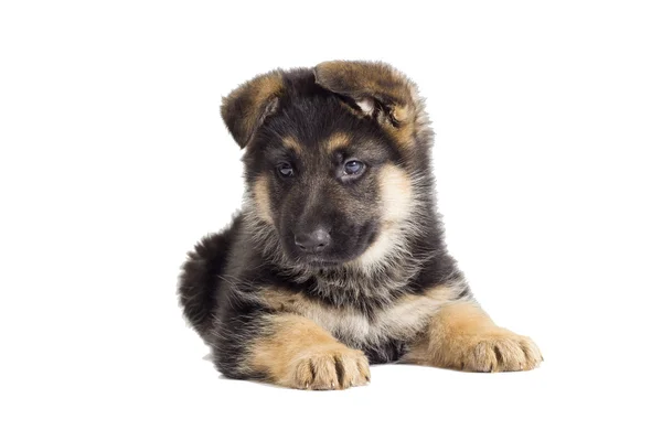 German Shepherd Puppy — Stock Photo, Image