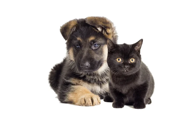 Cachorrinho e gatinho olhando — Fotografia de Stock