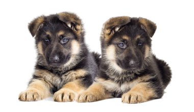 Alman kurdu yavruları