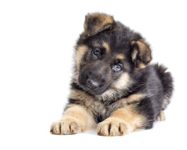 Alman çoban köpek 