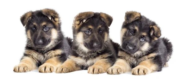 German Shepherd Puppies — Stock Photo, Image