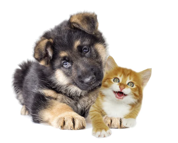 German Shepherd puppy and red kitten — Φωτογραφία Αρχείου