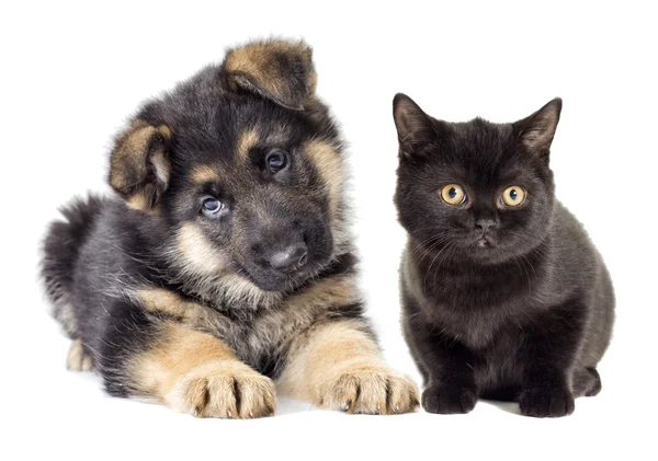 German Shepherd puppy and kitten looking — ストック写真