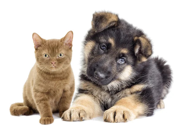 Puppy and kitten looking — Stock Photo, Image