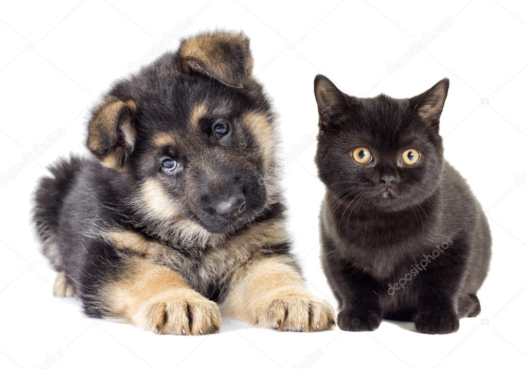 German Shepherd puppy and kitten looking