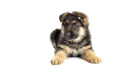 Alman çoban köpek 