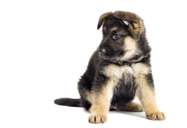 Negro hermoso cachorro —  Fotos de Stock