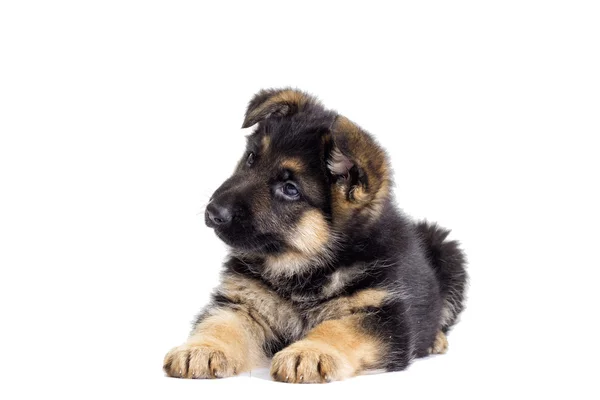 Negro hermoso cachorro —  Fotos de Stock