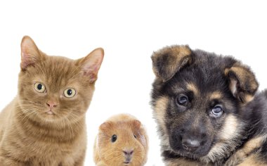 Köpek ve kedi ve eskiden şiling şimdi domuz 