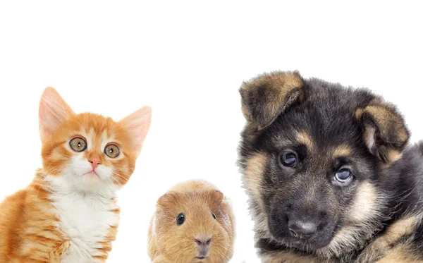 Puppy and kitten and guinea pig — Stock Photo, Image