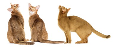 İzole abyssinian kediler 