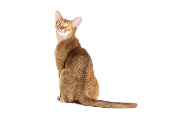 Abessinier katt isolerade — Stockfoto