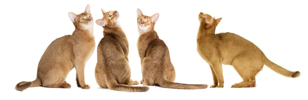 阿比西尼亚猫分离 — 图库照片