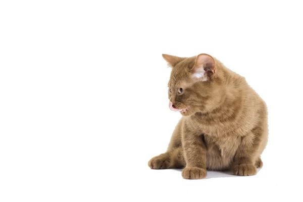 Britse kitten kleur van kaneel — Stockfoto
