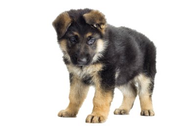 siyah güzel köpek yavrusu