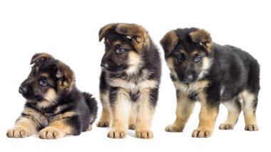 siyah güzel yavruları