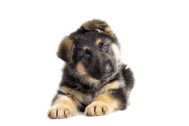 siyah güzel köpek yavrusu