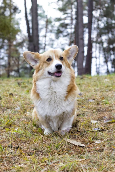 Galés corgi perro al aire libre —  Fotos de Stock