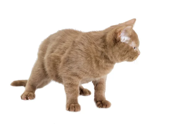 고립 된 영국 고양이 — 스톡 사진