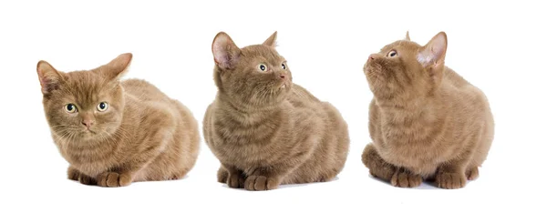 British kittens group looking — Stock Photo, Image