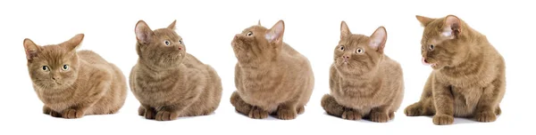 Gruppo di gattini britannici alla ricerca — Foto Stock