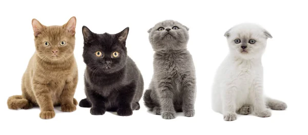 Group of various breeds cats — Stock Photo, Image