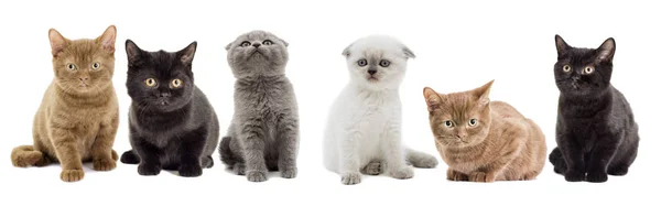 Groupe de chats de races diverses — Photo