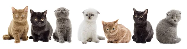 Gruppo di varie razze gatti — Foto Stock