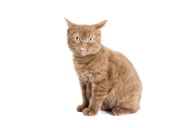 İngiliz yavru kedi, tarçın rengi — Stok fotoğraf