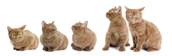 British kittens, cinnamon color — Stock Photo, Image