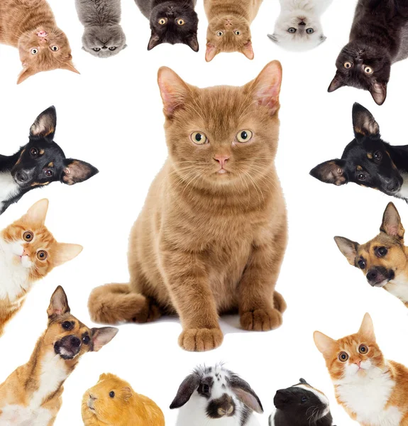 Group of pets, home animals — Stock Photo, Image