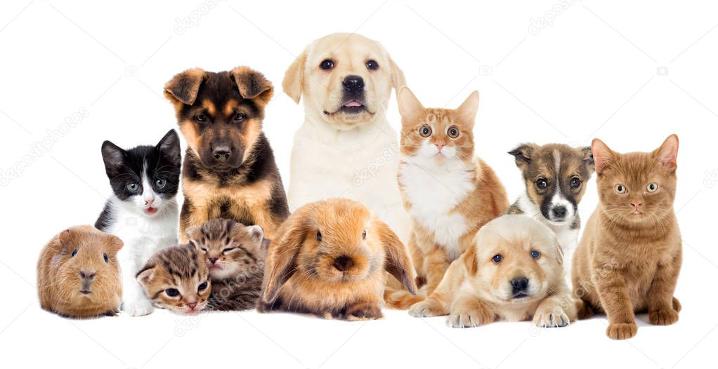 group of home pets, animals 