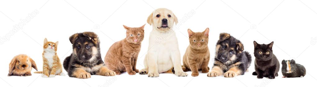 group of home pets, animals 