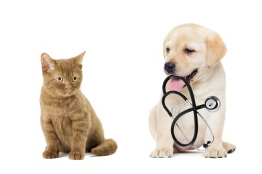 Steteskop ve yavru kedi ile köpek yavrusu