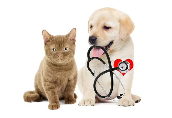 Steteskop ve yavru kedi ile köpek yavrusu — Stok fotoğraf