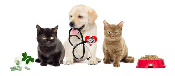 Valp med kattungar och stetoskop — Stockfoto