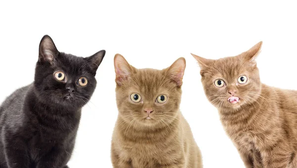 Britanniques chatons groupe à la recherche — Photo