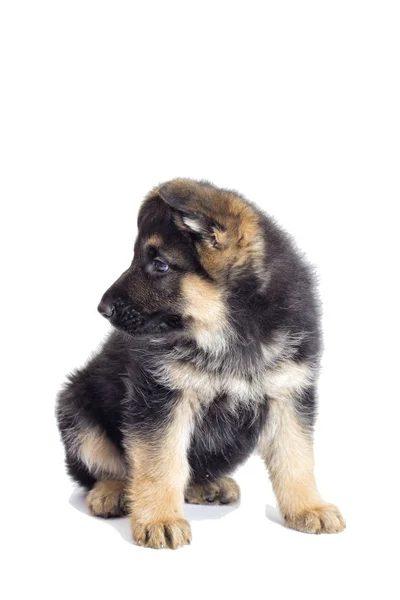 Perro pastor alemán cachorro — Foto de Stock