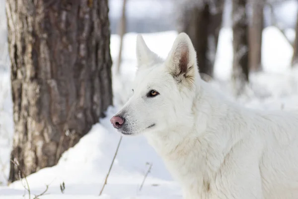 Perro pastor suizo blanco — Foto de Stock